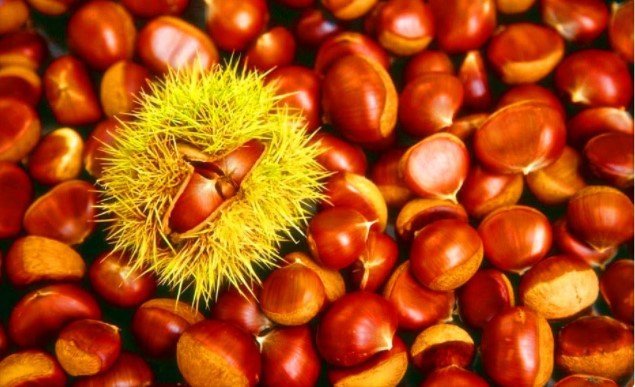 李时珍称它是“补肾高手”，男人养生坚持食用，“雄激素”爆棚！ 鹿血片 第2张