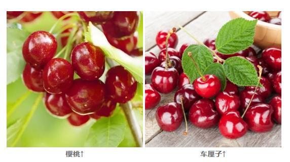 新年养生,吃1白补肾,吃2红护肝补血,吃3绿养心!助你吃出好身体 鹿血片 第3张 新年养生,吃1白补肾,吃2红护肝补血,吃3绿养心!助你吃出好身体 鹿血片 第3张