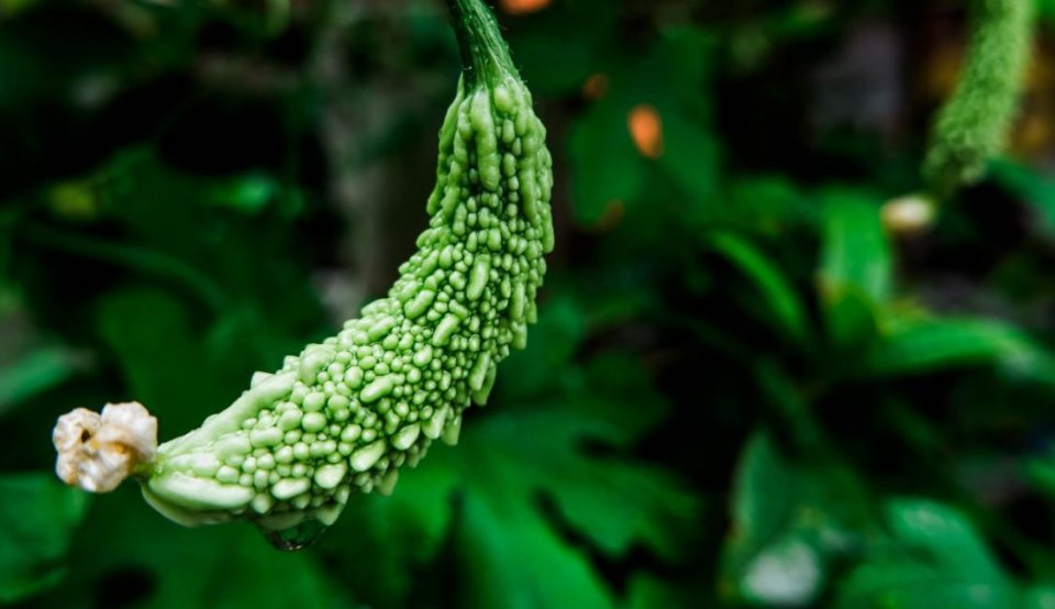 立冬养生｜冬季正是滋阴补肾的时节，这2个妙方你还不抓紧试试？ 鹿血片 第2张