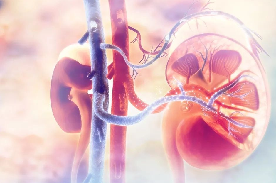 它是天然“不老药”，男人养生常吃，补肾强精，母牛也拦不住！ 鹿血片 第3张