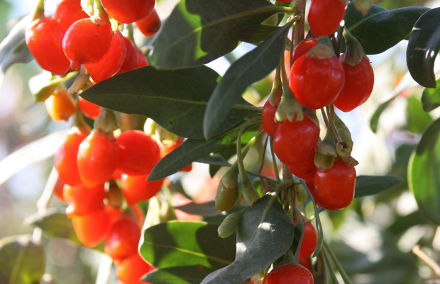 男科医生：枸杞和它一起泡，健康养生，补肾助阳，媳妇更爱你 鹿血片 第1张