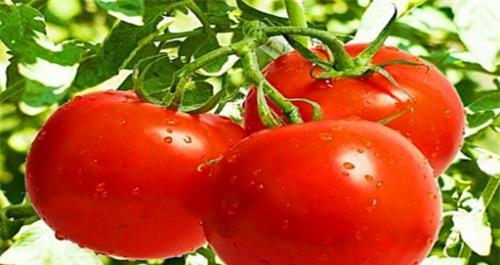 人到中年想养生,以下食物别放过,具有滋阴补肾,补血益气 鹿血片 第1张 人到中年想养生,以下食物别放过,具有滋阴补肾,补血益气 鹿血片 第1张