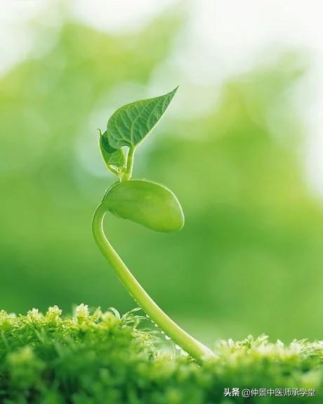 气虚体质，单纯补气后胃胀，加行气药后又乏力，可一试气化理论 鹿血片 第1张