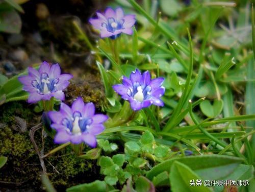 气虚体质，单纯补气后胃胀，加行气药后又乏力，可一试气化理论 鹿血片 第2张