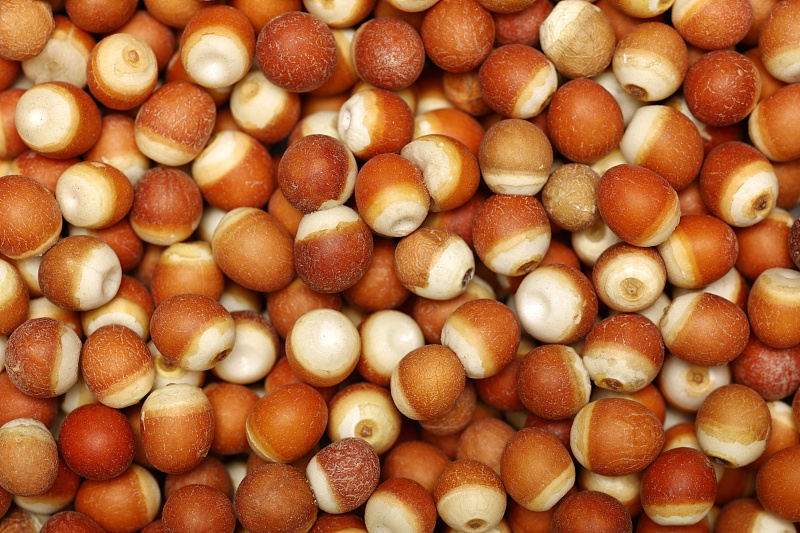 秋天的饮食调理你了解吗 鹿血片 第2张 秋天的饮食调理你了解吗 鹿血片 第2张