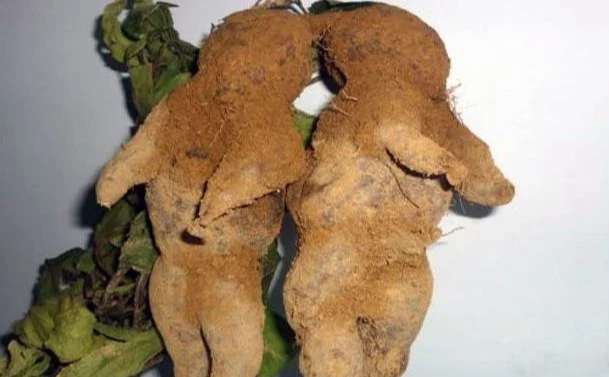 腰疼肾不好,这该如何是好?看看中医怎么支招 鹿血片 第1张 腰疼肾不好,这该如何是好?看看中医怎么支招 鹿血片 第1张