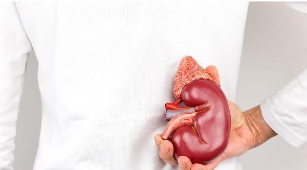 男人想补肾，往白开水里放“那个”，继续喝半个月，让肾恢复“年轻” 鹿血片 第2张