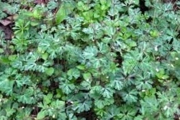 从前农村不起眼的野味, 补气安神、强筋滋肾、祛风活血 鹿血片 第2张 从前农村不起眼的野味, 补气安神、强筋滋肾、祛风活血 鹿血片 第2张