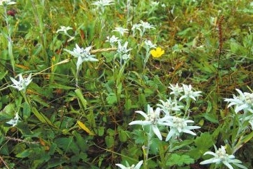 从前农村不起眼的野味, 补气安神、强筋滋肾、祛风活血 鹿血片 第1张 从前农村不起眼的野味, 补气安神、强筋滋肾、祛风活血 鹿血片 第1张