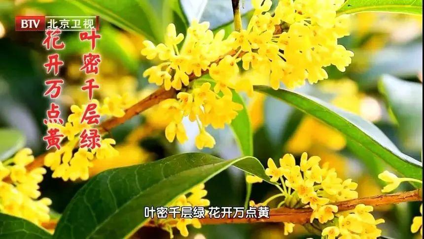 83岁老中医，秋天早晚喝两宝，健康又长寿！尤其适合中老年人~ 鹿血片 第3张