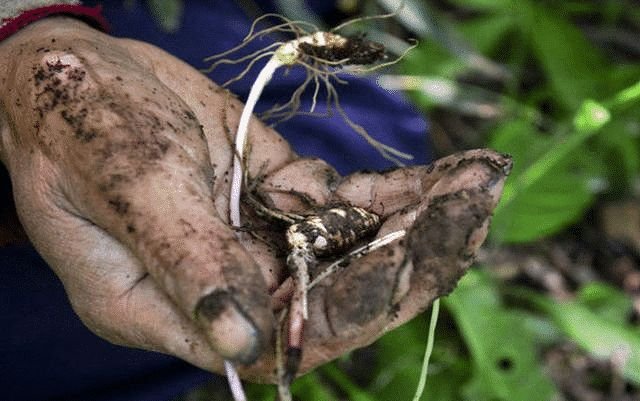 ''肾虚''怎么办?不用慌,坚持做3是,肾虚或远离你 鹿血片 第5张 ''肾虚''怎么办?不用慌,坚持做3是,肾虚或远离你 鹿血片 第5张