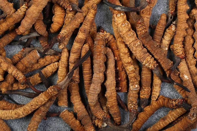 立冬是补身体的最佳时机，推荐几款养生菜补补你的肾 鹿血片 第21张