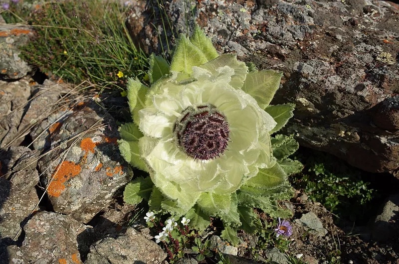 立冬是补身体的最佳时机，推荐几款养生菜补补你的肾 鹿血片 第25张