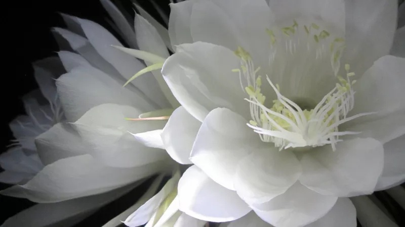 立冬是补身体的最佳时机，推荐几款养生菜补补你的肾 鹿血片 第27张