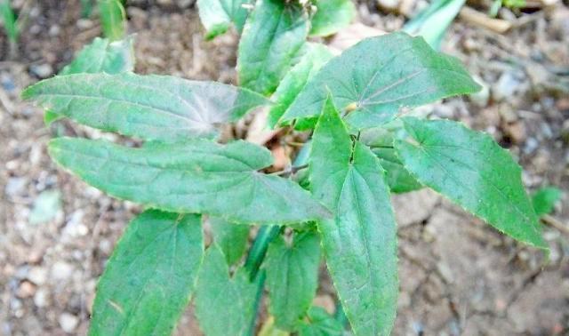 农村这种野草人称“三枝九叶草”,是男人的补肾良药,1斤30元 鹿血片 第2张 农村这种野草人称“三枝九叶草”,是男人的补肾良药,1斤30元 鹿血片 第2张