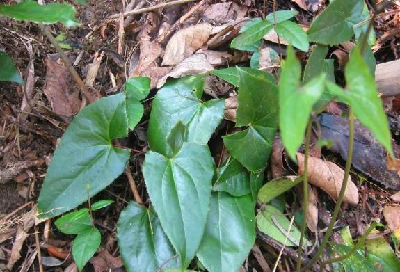 农村这种野草人称“三枝九叶草”,是男人的补肾良药,1斤30元 鹿血片 第1张 农村这种野草人称“三枝九叶草”,是男人的补肾良药,1斤30元 鹿血片 第1张