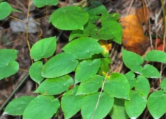 农村这种野草人称“三枝九叶草”,是男人的补肾良药,1斤30元 鹿血片 第4张 农村这种野草人称“三枝九叶草”,是男人的补肾良药,1斤30元 鹿血片 第4张