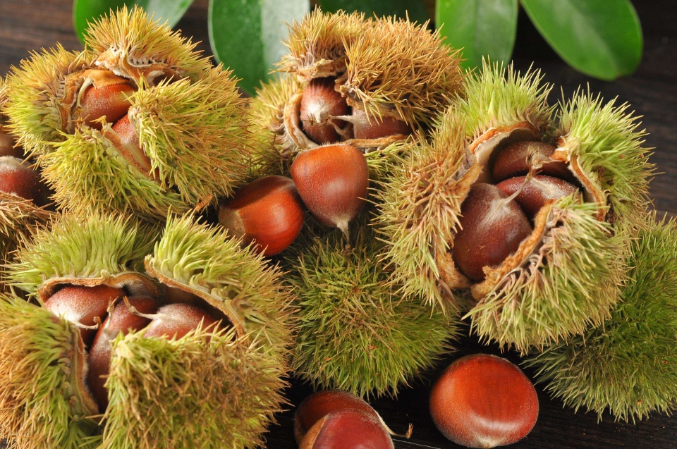 立秋后,坚持每天吃此物,3个好处慢慢靠近你,早知早好 鹿血片 第2张 立秋后,坚持每天吃此物,3个好处慢慢靠近你,早知早好 鹿血片 第2张