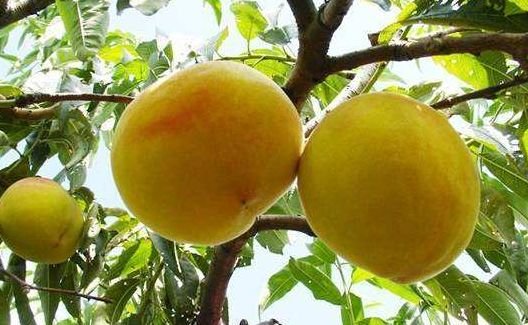 黄桃滋阴补肾润肠通便,果农掌握病害防治,收获高产优质黄桃 鹿血片 第1张 黄桃滋阴补肾润肠通便,果农掌握病害防治,收获高产优质黄桃 鹿血片 第1张