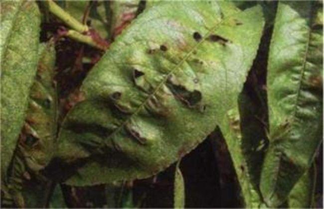 黄桃滋阴补肾润肠通便,果农掌握病害防治,收获高产优质黄桃 鹿血片 第5张 黄桃滋阴补肾润肠通便,果农掌握病害防治,收获高产优质黄桃 鹿血片 第5张