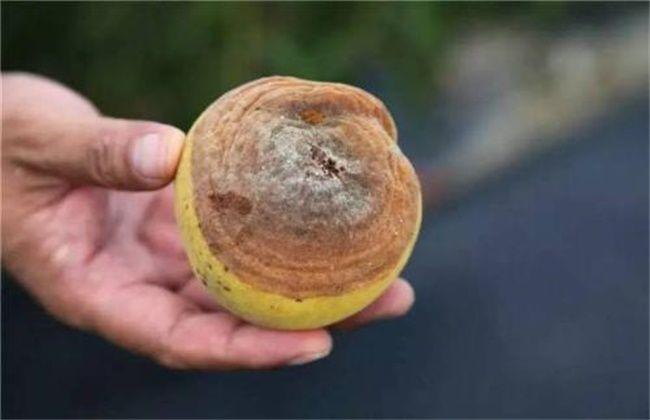 黄桃滋阴补肾润肠通便,果农掌握病害防治,收获高产优质黄桃 鹿血片 第3张 黄桃滋阴补肾润肠通便,果农掌握病害防治,收获高产优质黄桃 鹿血片 第3张