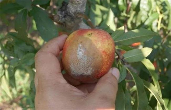 黄桃滋阴补肾润肠通便,果农掌握病害防治,收获高产优质黄桃 鹿血片 第4张 黄桃滋阴补肾润肠通便,果农掌握病害防治,收获高产优质黄桃 鹿血片 第4张