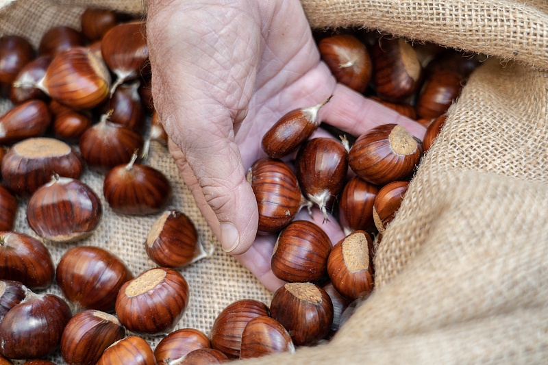 秋吃板栗,补脾健胃、补肾强筋,若糖尿病人想吃,得先弄清热量 鹿血片 第3张 秋吃板栗,补脾健胃、补肾强筋,若糖尿病人想吃,得先弄清热量 鹿血片 第3张