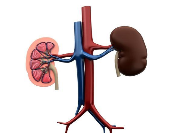肾不好有何表现?补肾要怎样调理?6个方法教你滋补肾阳强健体魄 鹿血片 第1张 肾不好有何表现?补肾要怎样调理?6个方法教你滋补肾阳强健体魄 鹿血片 第1张