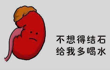 肾结石让你的肾脏不再健康，男性常吃这3种食物，补补肾消消石 鹿血片 第1张