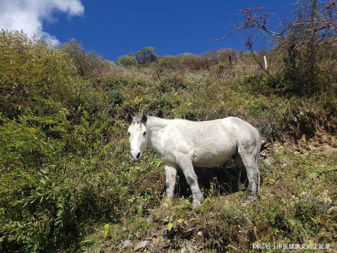 补肾的四大误区，让你越补越虚 鹿血片 第1张