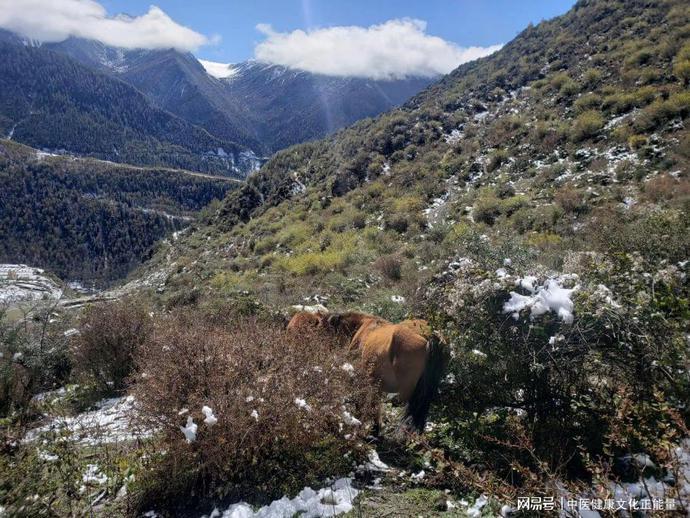 补肾的四大误区，让你越补越虚 鹿血片 第2张