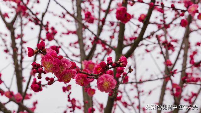 ed本是宗筋松弛，脾肾阳虚较难愈 鹿血片 第3张