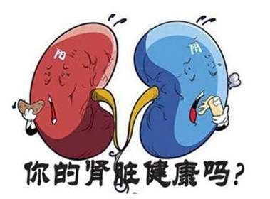 喝水能造成肾的负担吗?保证一辈子不“毒”,养肾食品排行榜帮你忙 鹿血片 第1张 喝水能造成肾的负担吗?保证一辈子不“毒”,养肾食品排行榜帮你忙 鹿血片 第1张