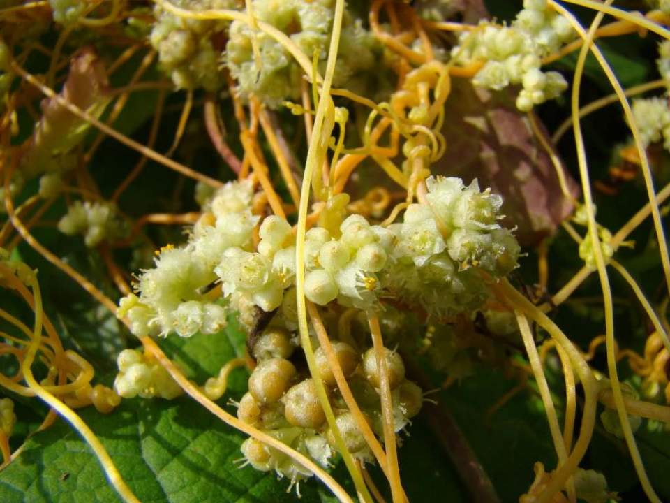 有没有一味中药可以补心肝脾肺肾五脏?这个“没妈的孩子”就可以 鹿血片 第1张 有没有一味中药可以补心肝脾肺肾五脏?这个“没妈的孩子”就可以 鹿血片 第1张