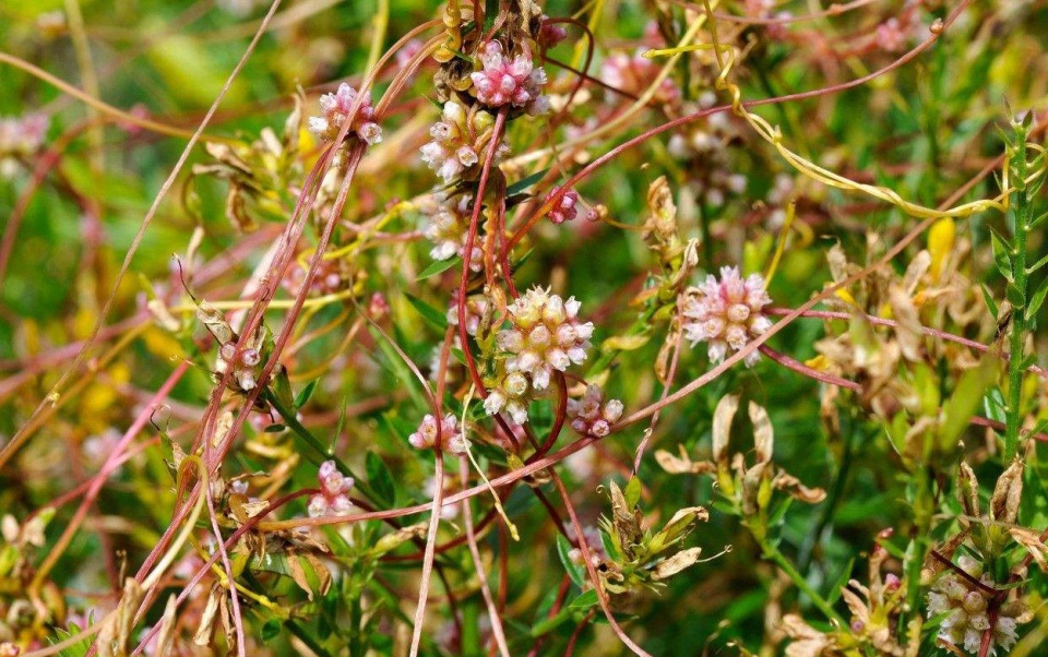 有没有一味中药可以补心肝脾肺肾五脏?这个“没妈的孩子”就可以 鹿血片 第2张 有没有一味中药可以补心肝脾肺肾五脏?这个“没妈的孩子”就可以 鹿血片 第2张
