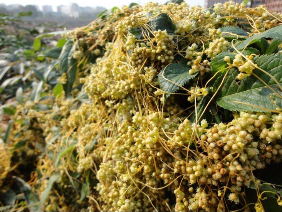 有没有一味中药可以补心肝脾肺肾五脏?这个“没妈的孩子”就可以 鹿血片 第3张 有没有一味中药可以补心肝脾肺肾五脏?这个“没妈的孩子”就可以 鹿血片 第3张