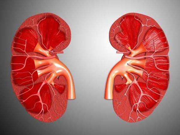 肾不好怎么办？中医提醒：做好3件事，老了也能行“夫妻之道” 鹿血片 第1张