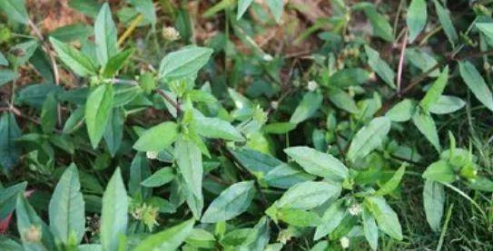 过去用来喂猪的不死草,今发现是种补肾肝药,男性食用很不错! 鹿血片 第1张 过去用来喂猪的不死草,今发现是种补肾肝药,男性食用很不错! 鹿血片 第1张