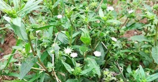 过去用来喂猪的不死草,今发现是种补肾肝药,男性食用很不错! 鹿血片 第2张 过去用来喂猪的不死草,今发现是种补肾肝药,男性食用很不错! 鹿血片 第2张
