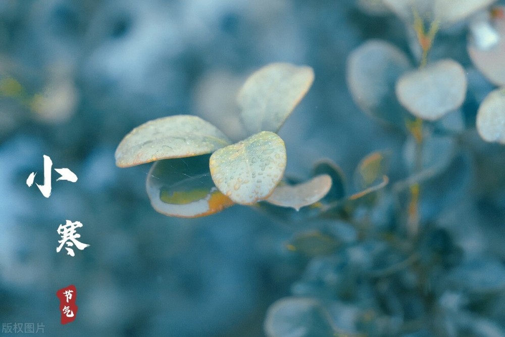 明日小寒，农村老人说“小寒节气有3怕”，有啥可怕的？早看早知道！ 鹿血片 第2张