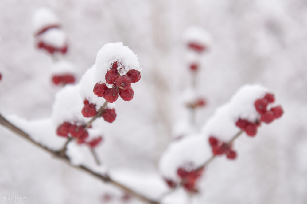 明日小寒，农村老人说“小寒节气有3怕”，有啥可怕的？早看早知道！ 鹿血片 第3张