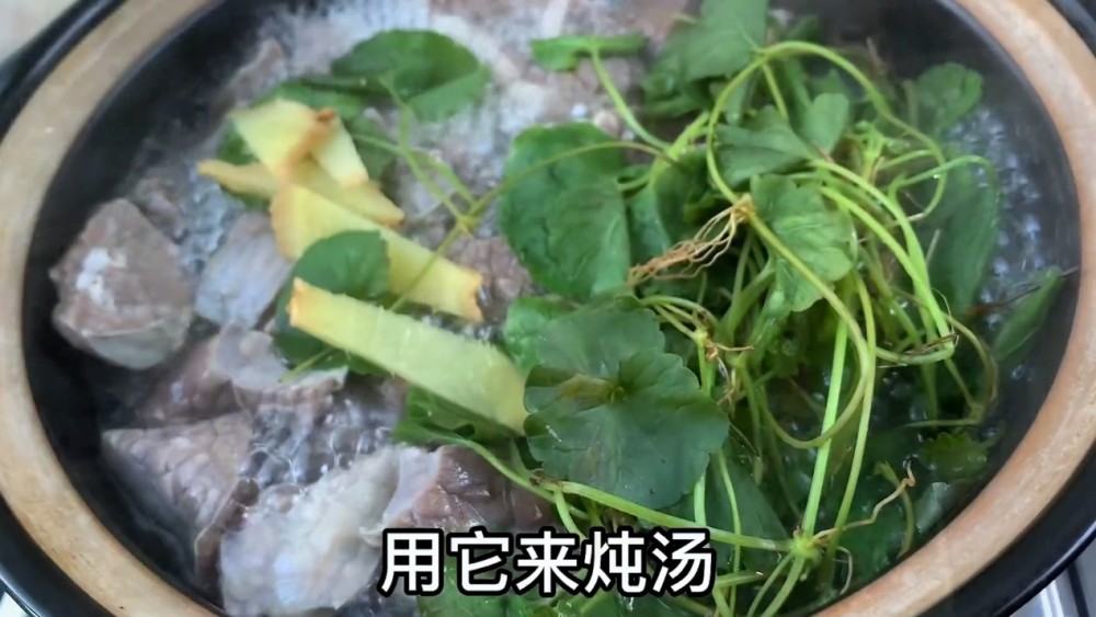 止咳化痰最快的方法，专家建议：用它和瘦肉煮汤，清热解毒，消肿止痛 鹿血片 第17张